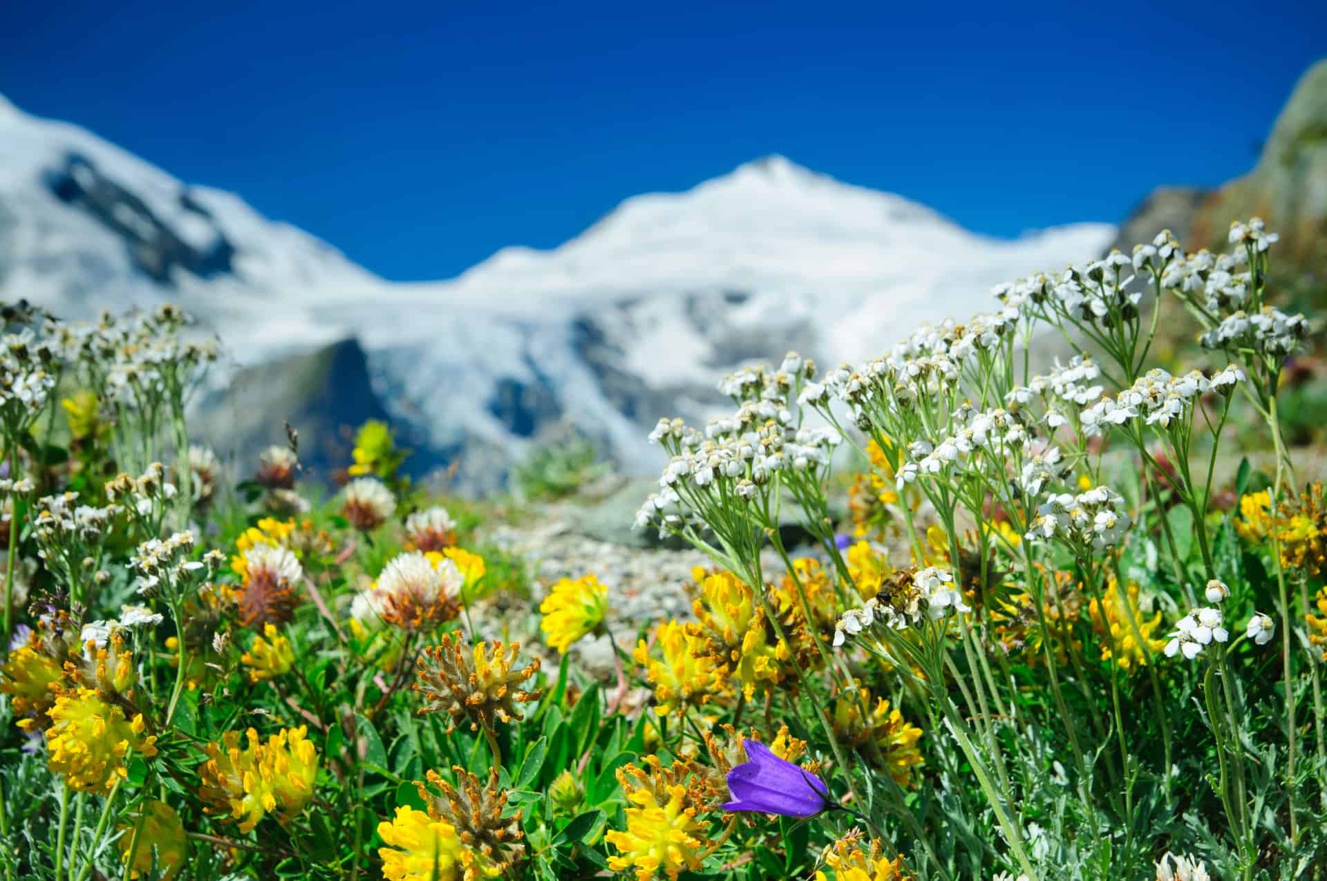 Paysage montagnes fleuries